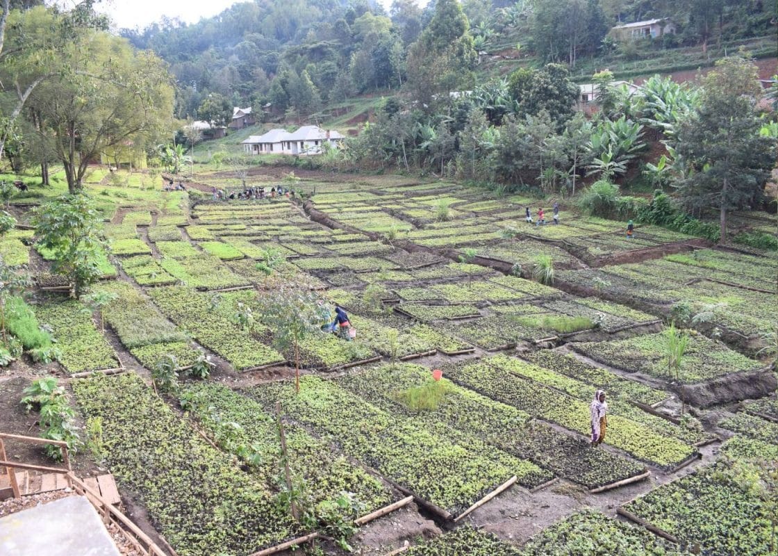 Tree nursery in Tanzania where trees are grown through the Gift a Tree partnership.